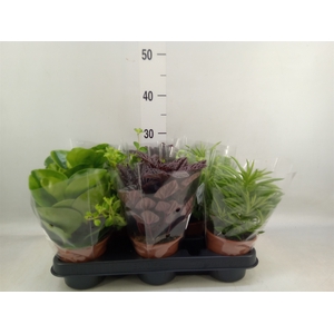 Peperomia