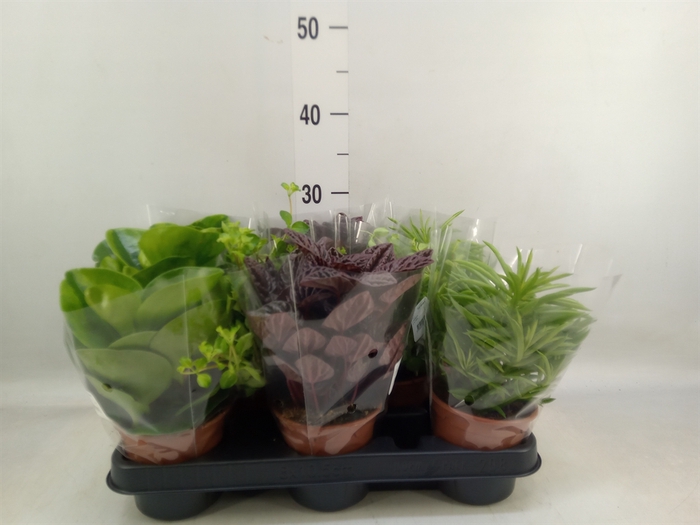 <h4>Peperomia</h4>