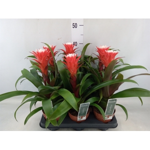 Guzmania  'Hope'