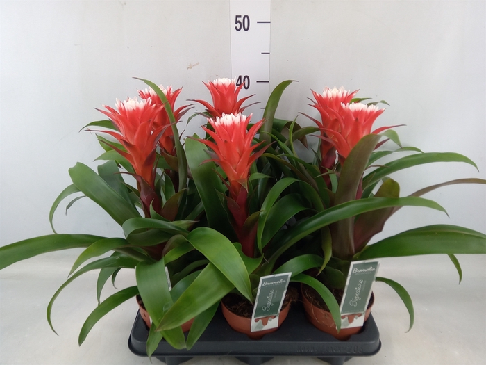 <h4>Guzmania  'Hope'</h4>