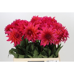 Dahlia Pink Punk
