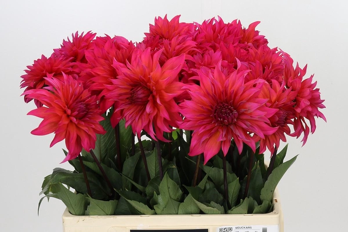 <h4>Dahlia Pink Punk</h4>