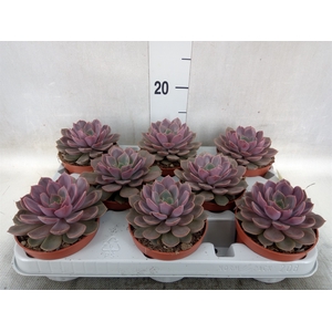 Echeveria   ...