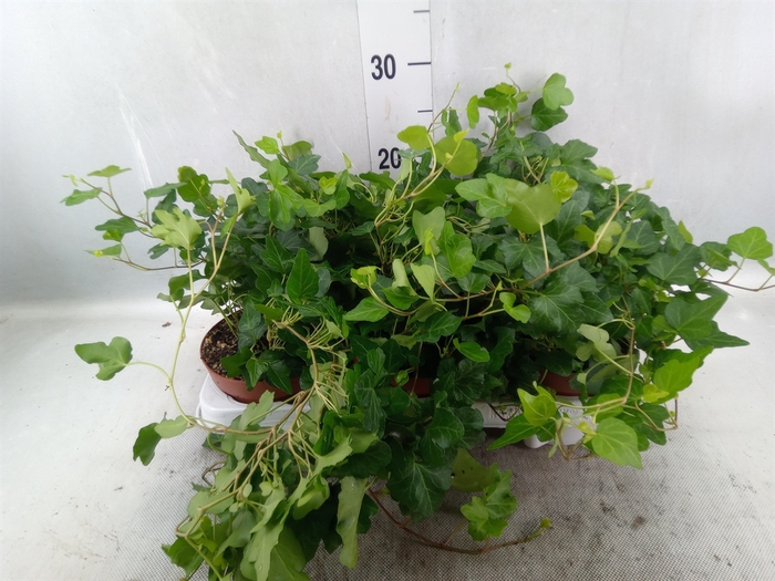 <h4>Hedera helix 'Wonder'</h4>