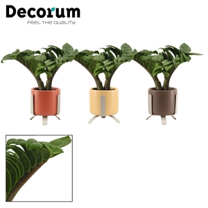 Zamioculcas Zenzi V-leaf 6 cm, 2 veren in Luca (Nature Love-coll