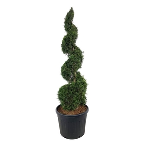 Thuja occ. 'Smaragd'