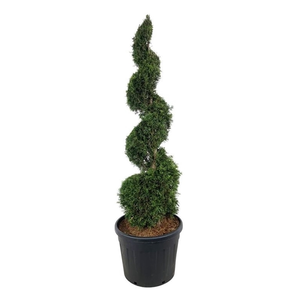 <h4>Thuja occ. 'Smaragd'</h4>