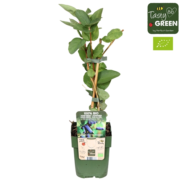 <h4>Lonicera kamtschatica Duet Bio P13</h4>