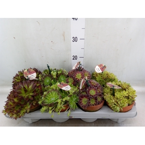 Sempervivum   ...