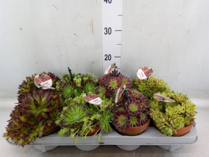 <h4>Sempervivum   ...</h4>