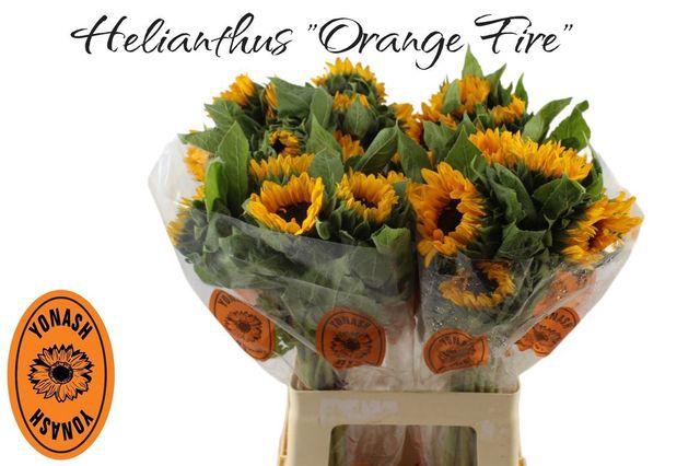 <h4>HELI ORANGE FIRE</h4>