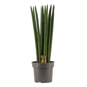 Sansevieria Cylindrica 17 cm Straight