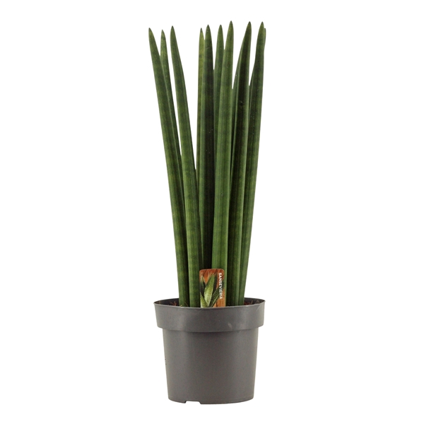 <h4>Sansevieria Cylindrica 17 cm Straight</h4>