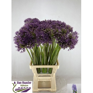 ALLIUM JACKPOT