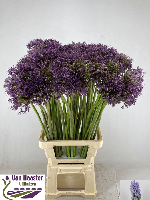 <h4>ALLIUM JACKPOT</h4>