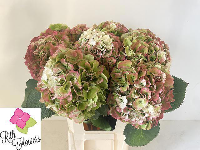 <h4>HYDR M ELBTAL CL</h4>