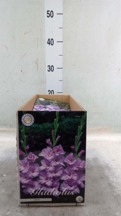 <h4>Gladiolus   ...flowerbulbs</h4>
