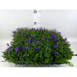 Campanula porten. 'Get Mee'
