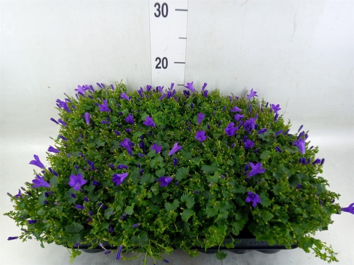 <h4>Campanula porten. 'Get Mee'</h4>