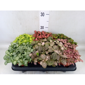 Fittonia   ...mix