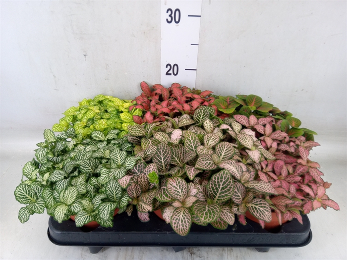 <h4>Fittonia   ...mix</h4>