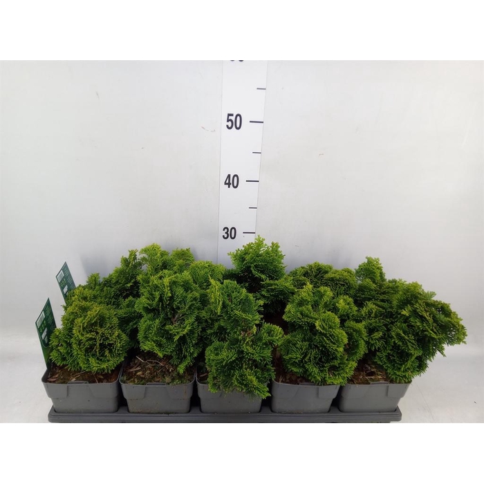 <h4>Chamaecyparis obt. 'Nana Gracilis'</h4>