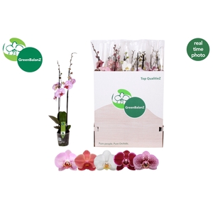 PHAL GEM 5 KL
