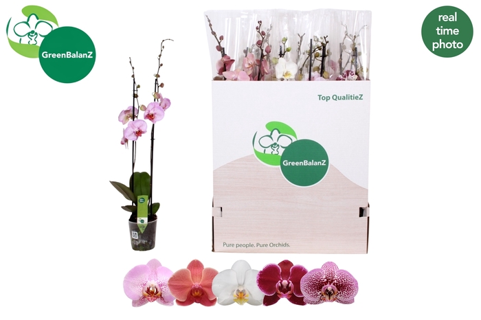 <h4>PHAL GEM 5 KL</h4>