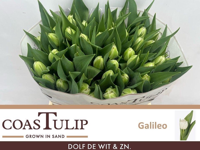 <h4>TU DU GALILEO</h4>