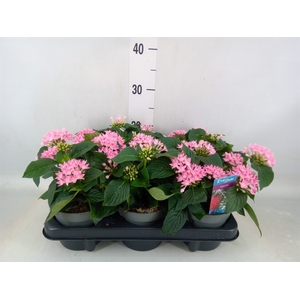 Pentas lanceolata 'Starclust Rose'