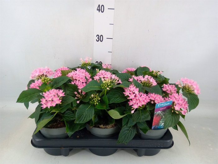<h4>Pentas lanceolata 'Starclust Rose'</h4>