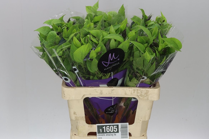 <h4>Clematis Amazing Havana Lila</h4>