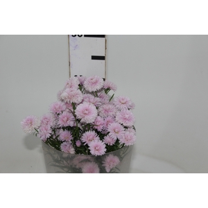 ASTER MARIANA 040 CM ROSA CLARO