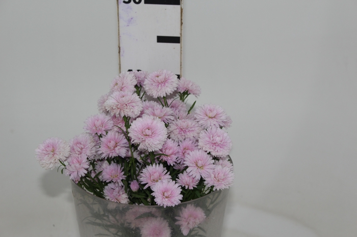 <h4>ASTER MARIANA 040 CM ROSA CLARO</h4>