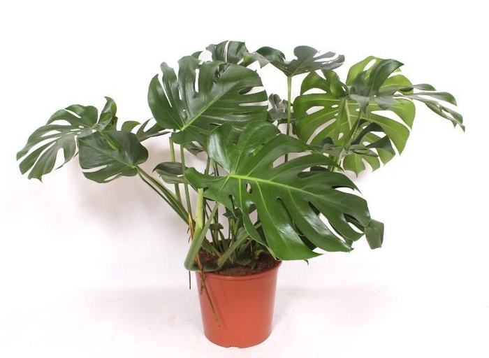 <h4>Monstera deliciosa</h4>