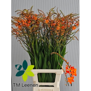 Crocosmia Peach Melba Leenen
