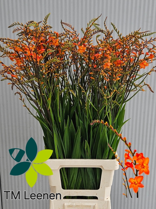 <h4>Crocosmia Peach Melba Leenen</h4>