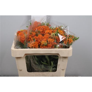 Ascl Tuberosa