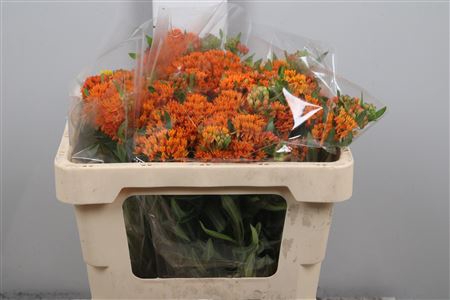 <h4>Ascl Tuberosa</h4>