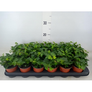 Hedera helix 'Wonder'