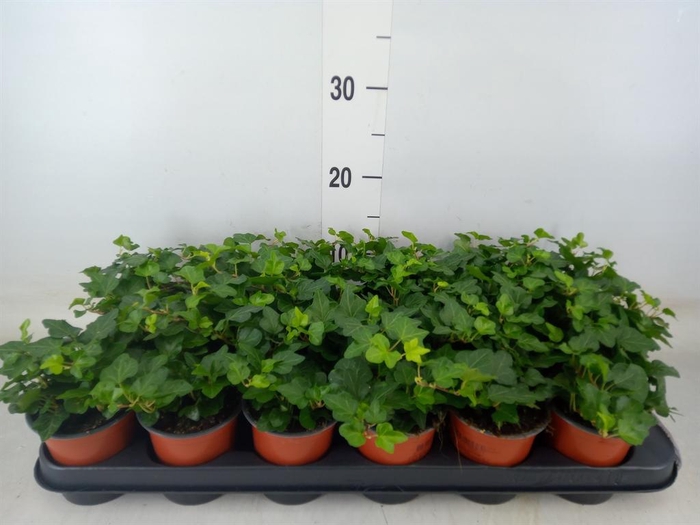 <h4>Hedera helix 'Wonder'</h4>