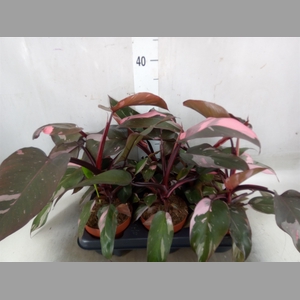 Philodendron   ...