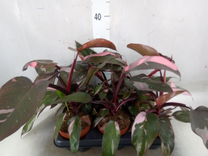 <h4>Philodendron   ...</h4>