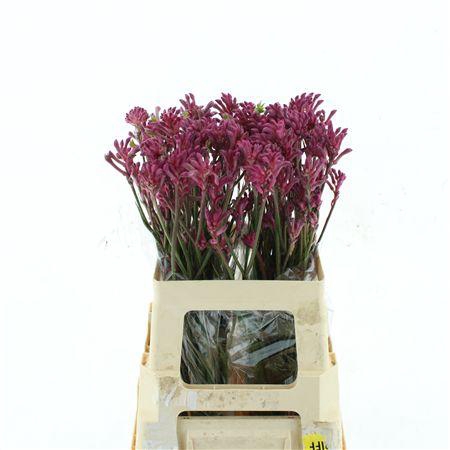 <h4>Anigoz Mini Pearl</h4>