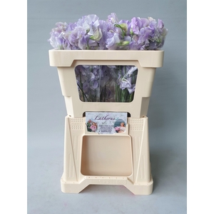 LATHYR LAVEN WEDDING