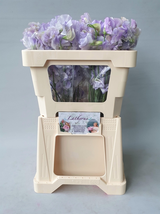 <h4>LATHYR LAVEN WEDDING</h4>