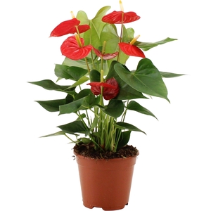 Anthurium Esudo in transparant sleeve