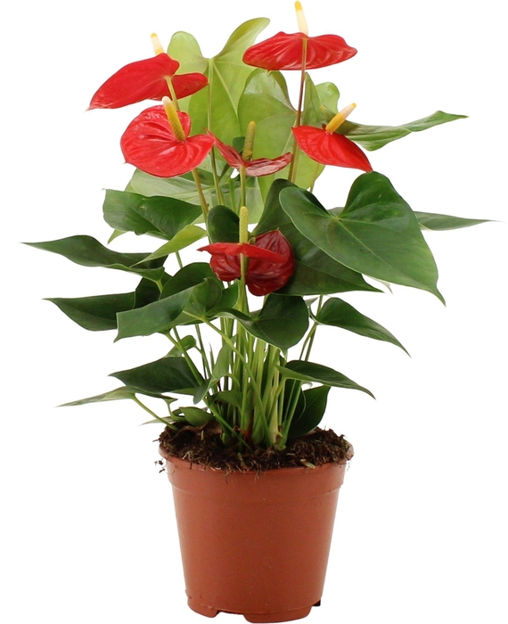 Anthurium Esudo in transparant sleeve