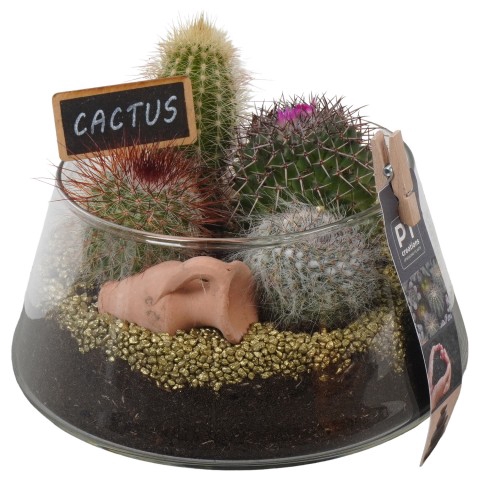 <h4>PTCT3813 Arrangementen Cactus</h4>