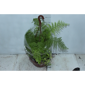 ASPLENIUM BULBIFERUM C21